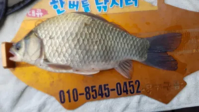 한버들 조황입니다