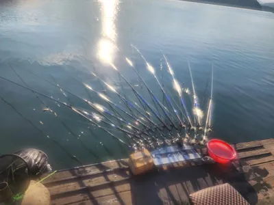 청풍 한버들 4짜및 허릿급 조황입니다