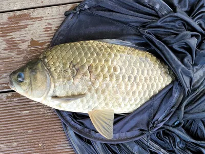 실리곡낚시터  4짜 조황입니다.