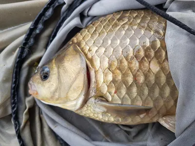 한버들 4짜 포함 허릿급 조황입니다