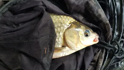 청풍 한버들 허릿급 조황입니다