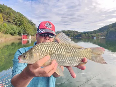 돌감낚시터 붕어조황입니다.