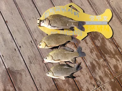 실리곡낚시터 허리급  조황입니다.