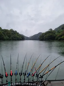 사오리 낚시터 조황정보