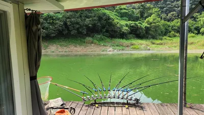 청풍 한버들 허릿급 조황입니다