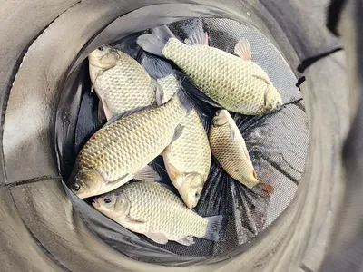 청풍 한버들 허리급및 월척 조황입니다