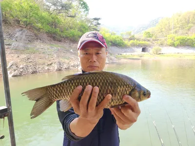 돌감낚시터 4짜 및 붕어조황입니다.