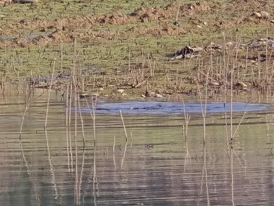 청풍 한버들 조황입니다