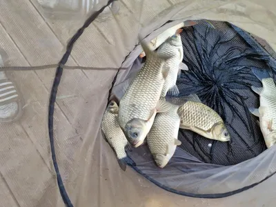 사오리 낚시터 조황정보