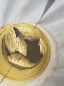 한버들 조황입니다