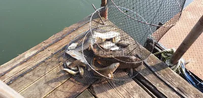 충주호 짱가네낚시터 