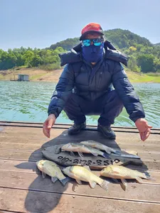 돌감낚시터 붕어조황입니다.