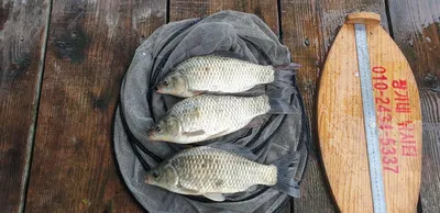 충주호 짱가네낚시터 