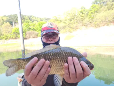 돌감낚시터 붕어조황입니다.