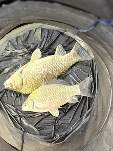 청풍 한버들 조황입니다