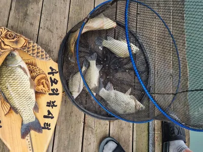 사오리 낚시터 조황정보