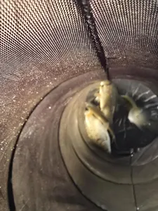 청풍 한버들 조황입니다