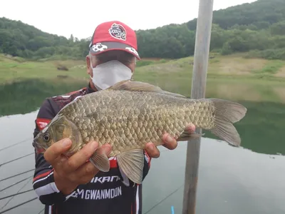 돌감낚시터 붕어4짜 조황입니다.