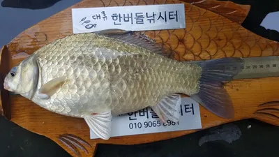 한버들 조황입니다