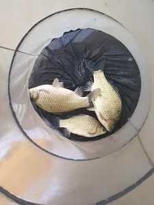 한버들 조황입니다