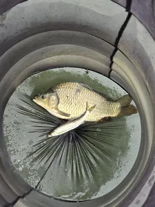 가을붕어 입니다.