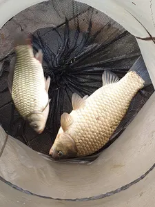 실리곡낚시터 4짜 조황입니다.