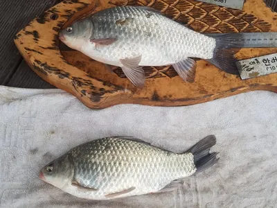 청풍 한버들 조황입니다