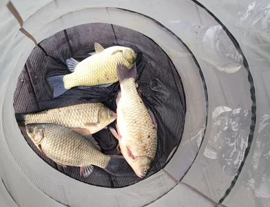 청풍 실리곡낚시터 허리급 조황입니다.