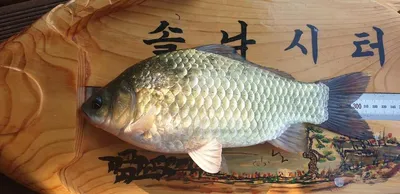 솔낚시터 조황입니다 