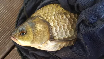 한버들 조황입니다