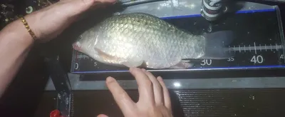 신매낚시터 9월 18일 조황