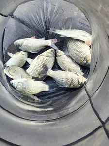 청풍 한버들 조황입니다