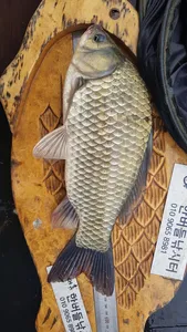 청풍 한버들 허릿급 조황입니다