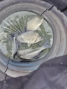 사오리 낚시터 조황정보