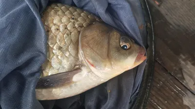 청풍 한버들 4짜및 월척 조황입니다