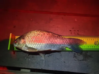 한버들 조황입니다