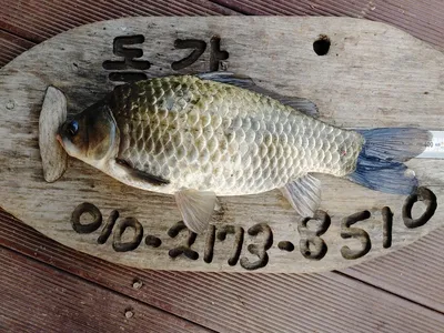 돌감낚시터 4짜 조황입니다.