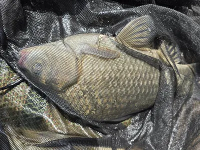 목벌조황입니다.