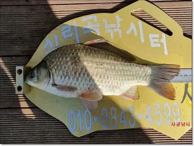 실리곡낚시터 조황입니다.