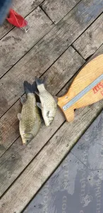 충주호 짱가네낚시터 