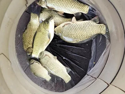 청풍 한버들 허릿급 조황입니다