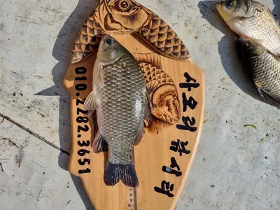 사오리 낚시터 조황정보