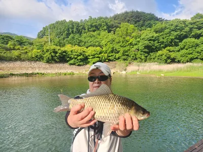 돌감낚시터 붕어조황입니다.
