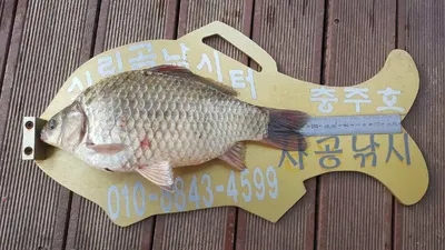 실리곡낚시터 4짜.37.5cm입니다.