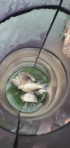 신매낚시터 10월 03일 조황