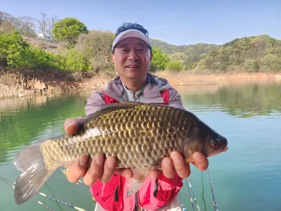 돌감낚시터 붕어조황입니다.