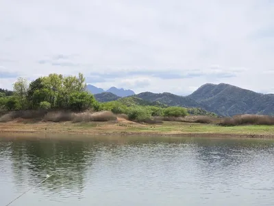청풍 한버들 호조황입니다