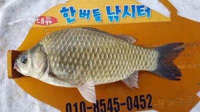 한버들 조황입니다