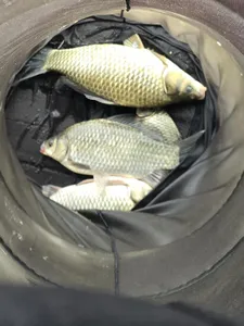 청풍 한버들 조황입니다