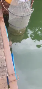 신매낚시터 9월 03일조황 